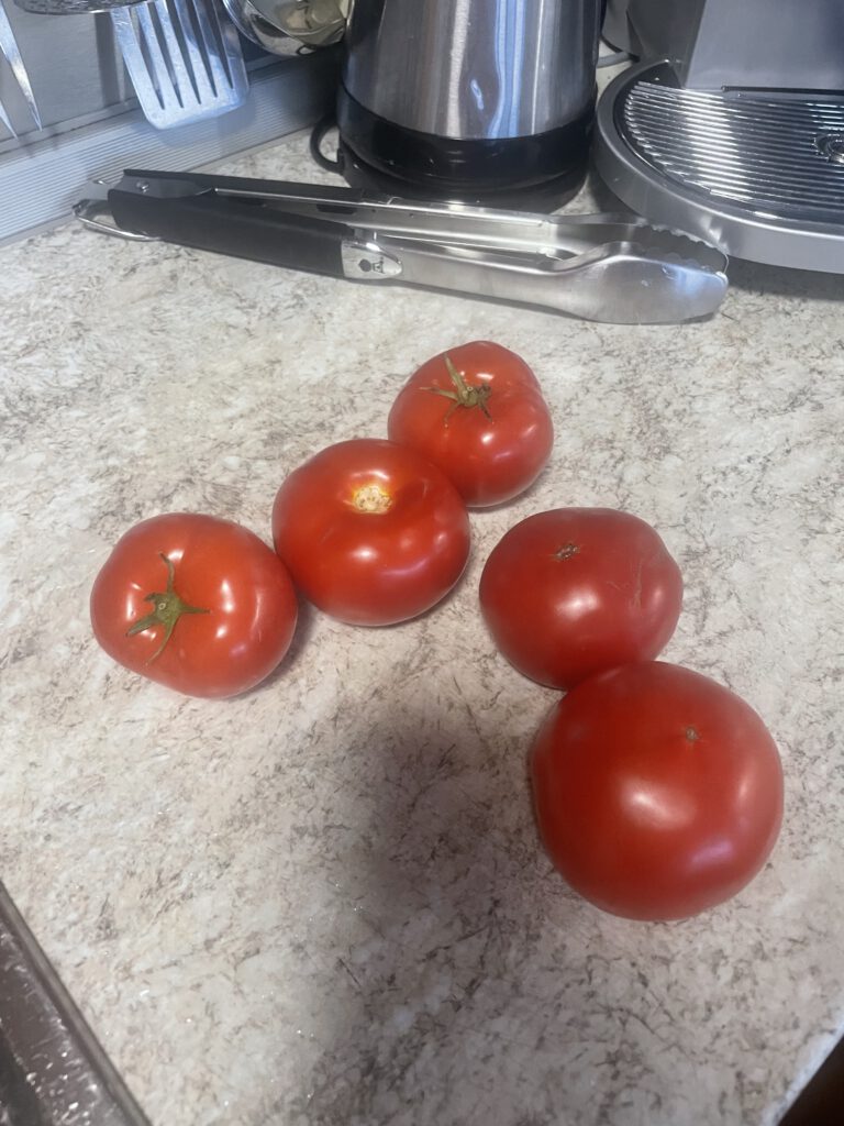 Zu sehen sind fünf knallrote bulgarische Tomaten auf einem Küchentisch